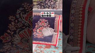 🇹🇷トルコは猫の楽園🐈かわいい猫を愛でるだけ🐱#トルコ#猫#イスタンブール#ねこ #ねこ動画 #ねこのいる生活 #猫動画 #猫のいる暮らし #cat#cats