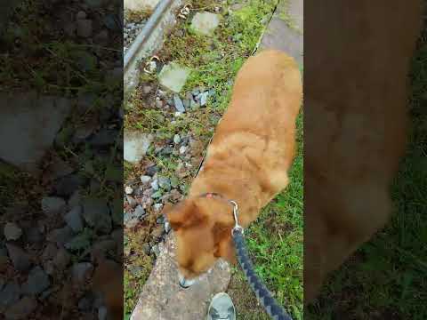 stazione di Ternate.. treno merci in transito.   Anno 2023..