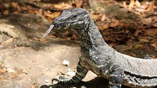 preview picture of video 'Australia Monitor Lizard in Kondalilla Nationa Park Rockpool near Montville in Queensland.'