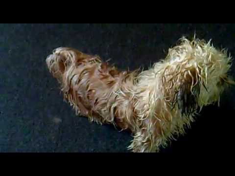 Nasser Durchdrehender Hund