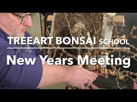 Bonsai - Styling: Difficult Stylings of my students Yamadori and Nursery trees.