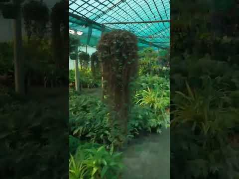 Nwi lwgwpwr Tulika Nurseryaohai beautiful flowers baipwidwng Udalguri townaohai lwgwpwr