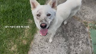 흑구가 된 백구 진돗개