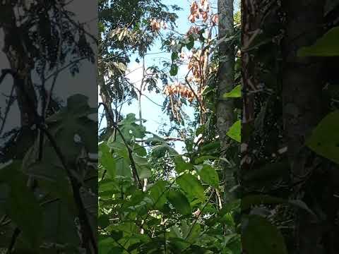 Um bando de macacos aqui no caiça Feijó Acre, na Amazônia Brasileira!