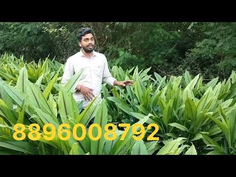 Black turmeric ( kali haldi), bulb, 500 g