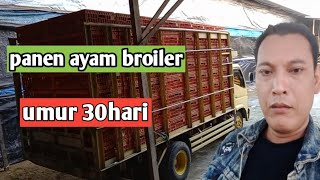 Download lagu panen ayam broiler terakhir umur 30hari || kandang close house mp3