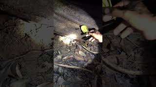 Download lagu Can't believe we found this during our night jungle walk in Borneo, Malaysia! #shorts mp3 Download lagu Can't believe we found this during our night jungle walk in Borneo, Malaysia! #shorts mp3