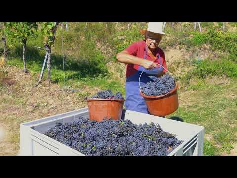 Ortenauer Weinkeller - Winzerserie // Imagefilm