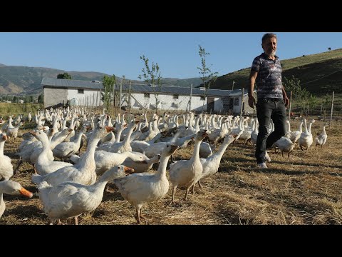 , title : 'Kaz çiftliği kurdular, yurt dışından gelen taleplere yetişmeye çalışıyorlar'