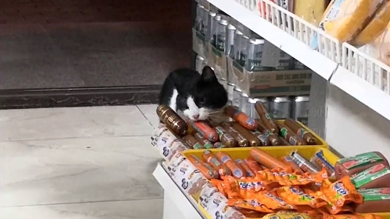 The Stray Cat Who Stole Sausages from the Convenience Store for Three Months