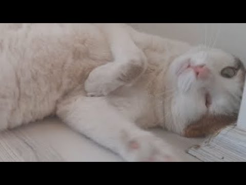 I'm Playing With My Disabled Cat