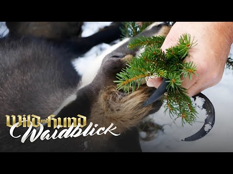 Chamois rut ​​in Tyrol - PareyGo Classics