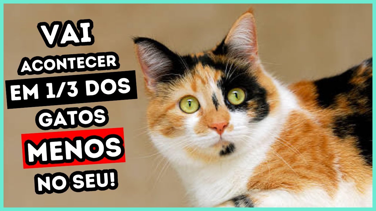 Faça ISSO e a Chance do Seu Gato Ter DOENÇA RENAL Vai Beirar a 0%