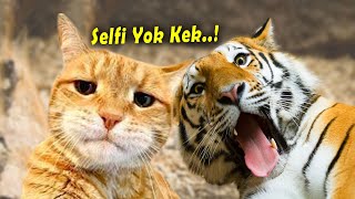 Download lagu LOL 😂 10 Minutes of really funny cat videos that will make you laugh out loud ~ Latest Funny Cats... mp3
