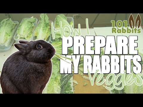 download lagu mp3 mp4 Vegetables For Rabbits, download lagu Vegetables For Rabbits gratis, unduh video klip Vegetables For Rabbits
