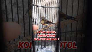 Download lagu KONIN TROTOL PARUH HITAM , APAKAH ADA KEISTIMEWAANNYA? #konin mp3 Download lagu KONIN TROTOL PARUH HITAM , APAKAH ADA KEISTIMEWAANNYA? #konin mp3