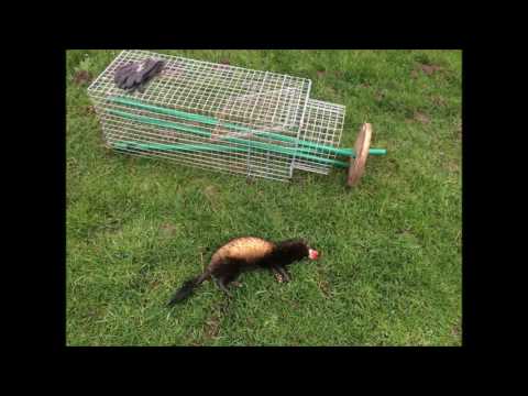 Krefelder Fuchsfalle - Entnahme vom Raubwild