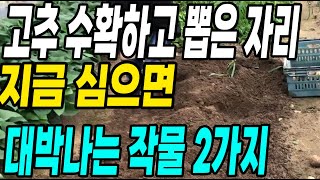 고추 수확하고 뽑은 자리에 심으면 대박나는 작물2가지! 초보자도 대박나는 작물