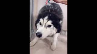 Vdeos de ces engraados 3