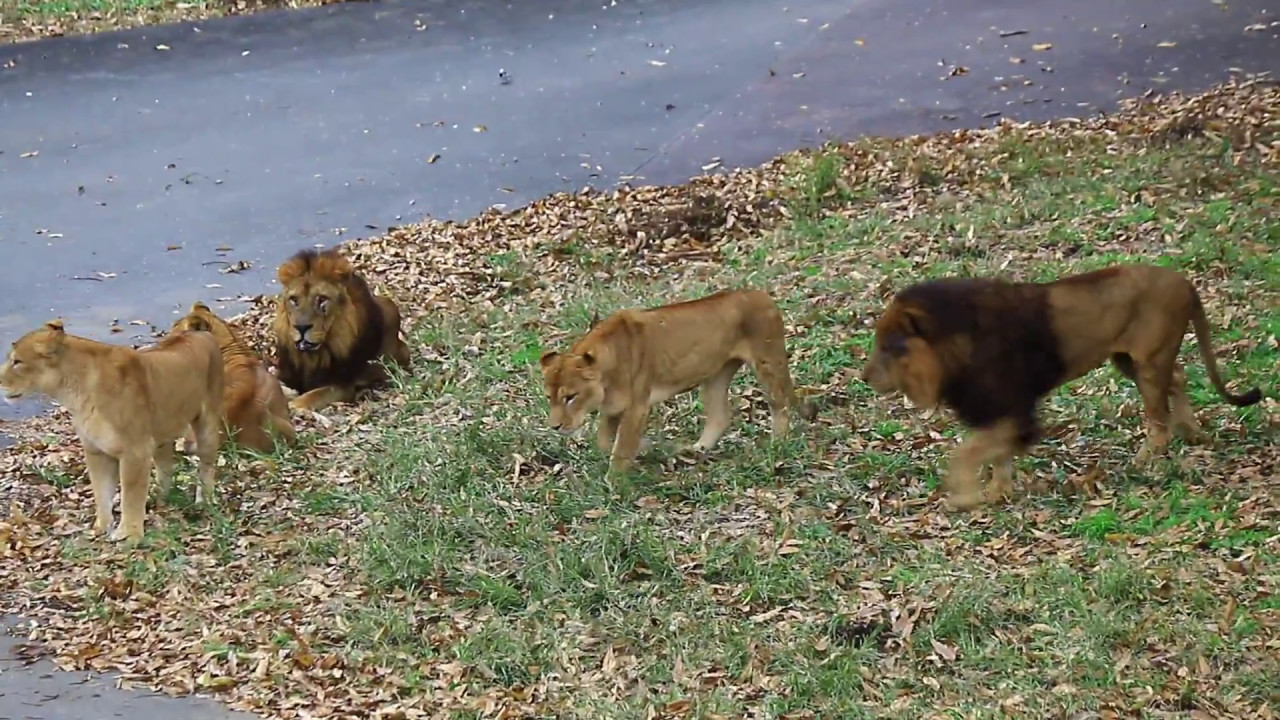 今日ここは俺の縄張り。