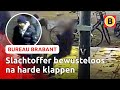 STEVIGE MISHANDELING in Eindhoven | Bureau Brabant