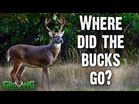 How to Find Bucks When They Disappear (777)