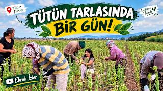 👑 Tütün Tarlalarının Gizli Kahramanları: Denizli'de Kadın Emeğinin Altın Sarısı 