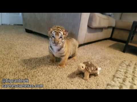 Watch The Cutest Little Baby Tigers...