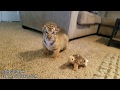BABY TIGERS! | WATC 520