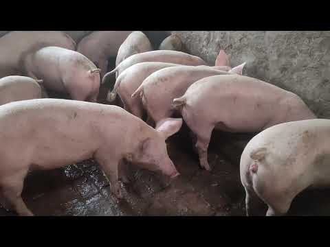 White Lean Meat Pig Female, Pigs, 80 Kg