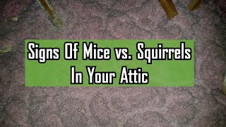 Signs of Mice vs. Squirrels In Your Attic