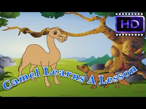 Camel learns a lesson - oont