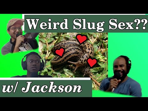 Eigenbros ep 30 - Weird Slug Sex??