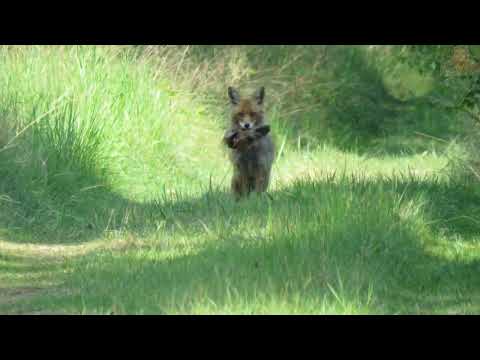 WIEŻYCA (KASZUBY) - WZNIESIENIE