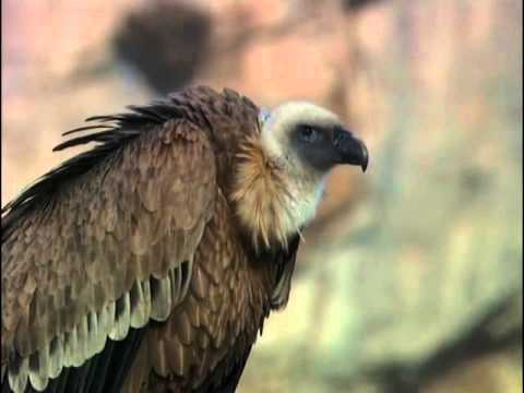 The Giants of Cairo (Griffon Vultures) | Wildlife Documentary