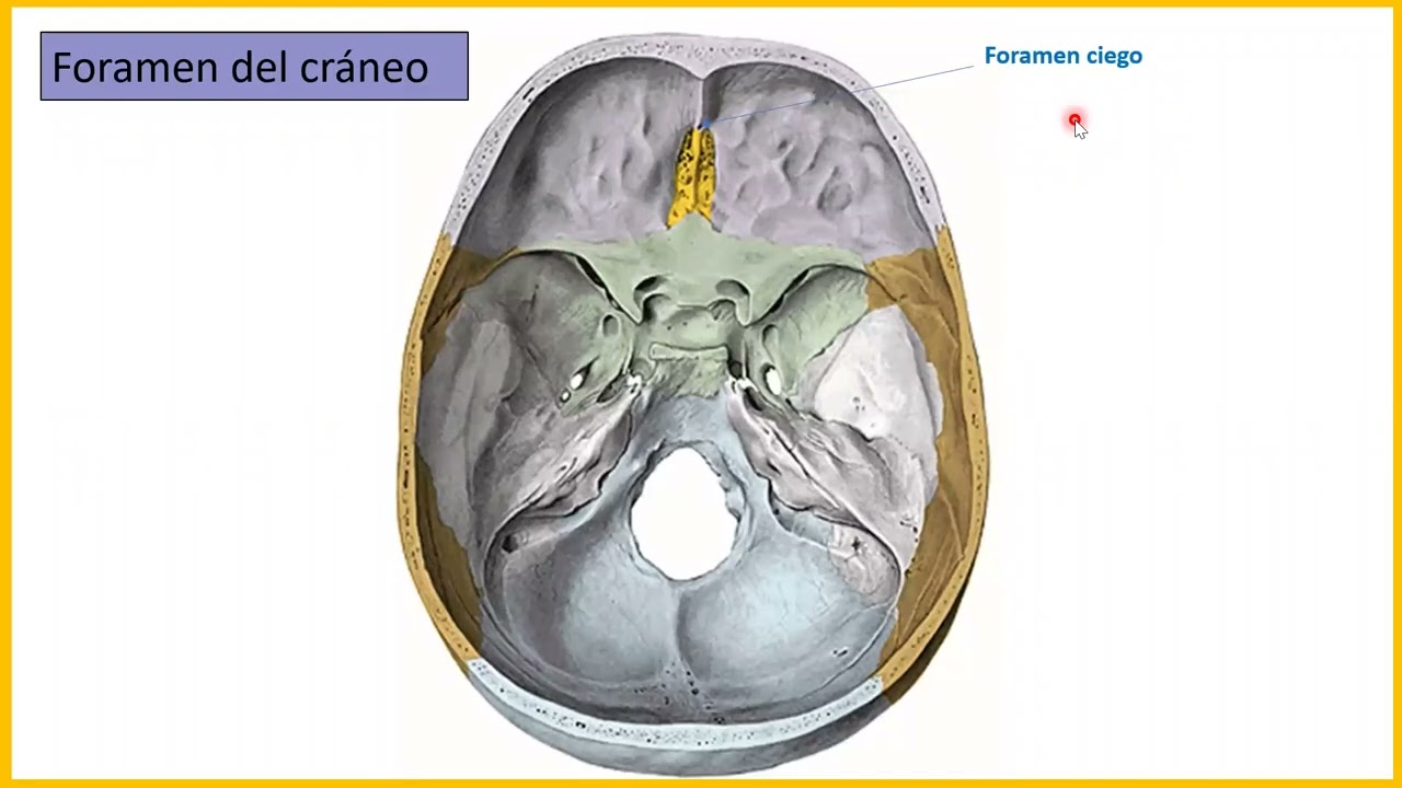 forámenes del cráneo (resumen)