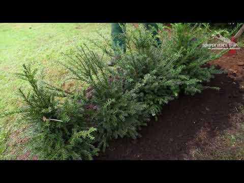 Eibe - Hecke einpflanzen im Garten