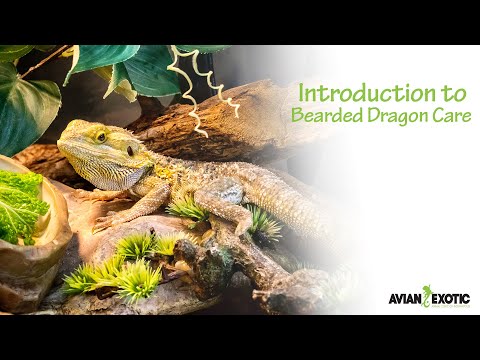 Introduction to Bearded Dragon Care