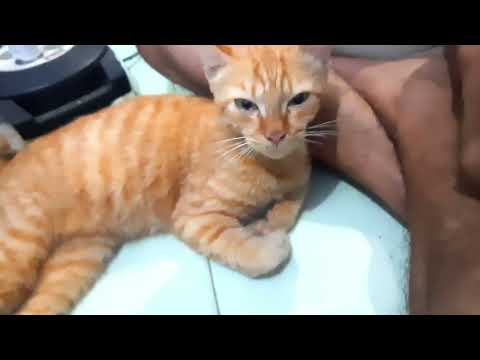 1 hour with cute cat@Cute Cats videos