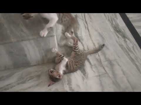 cats playing