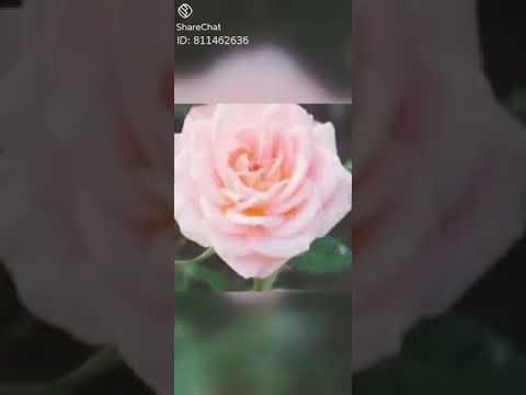 Pachatheeyanu nee....