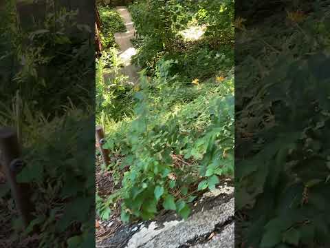 ルドベキア・ヒルタ 多年生の黄色の植物