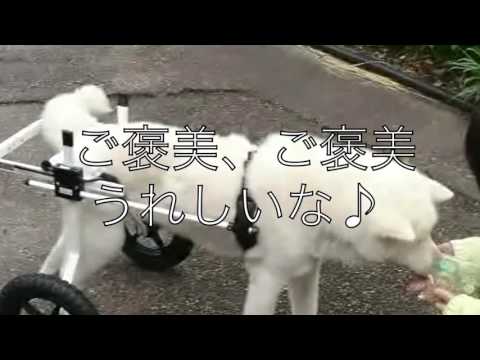 秋田犬のさくらちゃん　犬用車椅子の練習中