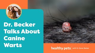 Everything you Need to Know About Canine Warts