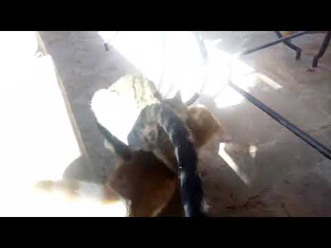 عالم القطط...monde du chat