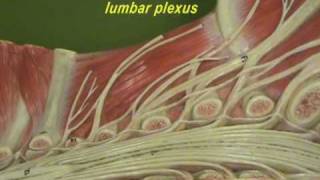 Lumbosacral Plexus
