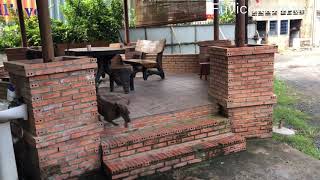 đàn chó Phú Quốc tại Fuvico