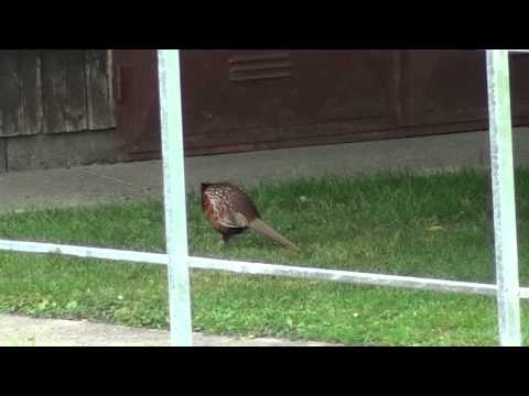 Der Fasan (???) in meiner Nachbarschaft...