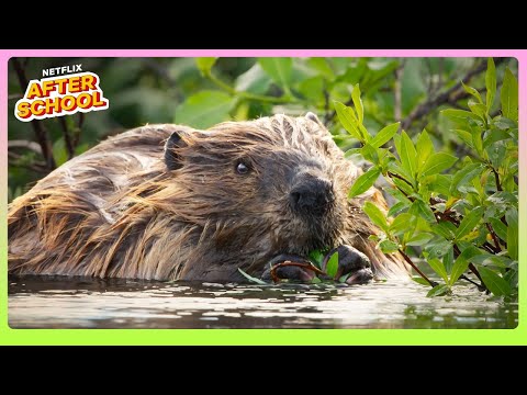 This Is Why Beaver Camp Base Is The Ultimate Case Study For Future Campers