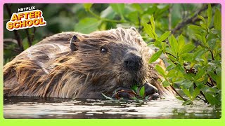 Nature’s Engineers: Busy Beavers at Work 🦫 Our Living World | Netflix After School